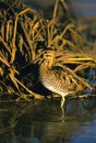 Common Snipe