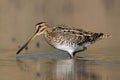 Common snipe bird Gallinago gallinago close up in the lake swamp natural habitat Royalty Free Stock Photo