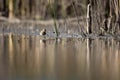 Common snipe bird Gallinago gallinago in the lake swamp natural habitat Royalty Free Stock Photo