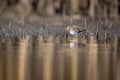 Common snipe bird Gallinago gallinago in the lake swamp natural habitat Royalty Free Stock Photo