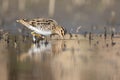 Common snipe bird Gallinago gallinago in the lake swamp natural habitat Royalty Free Stock Photo