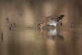 Common snipe bird Gallinago gallinago in natural habitat searching food in wetland mud Royalty Free Stock Photo