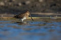 Common snipe bird Gallinago gallinago pair in the lake swamp natural habitat Royalty Free Stock Photo