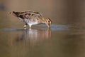 Common snipe bird Gallinago gallinago search food in the swamp Royalty Free Stock Photo