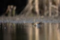Common snipe bird Gallinago gallinago in the lake swamp natural habitat Royalty Free Stock Photo