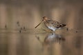 Common snipe bird Gallinago gallinago search food in the swamp Royalty Free Stock Photo