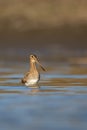 Common snipe bird Gallinago gallinago search food in the swamp Royalty Free Stock Photo