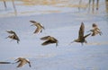 Common snipe bird group A