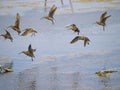 Common snipe bird group B