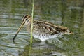 Common snipe feeding