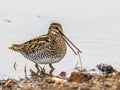 Common Snipe