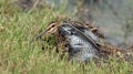 Common Snipe Gallinago gallinago feed the pond. Royalty Free Stock Photo