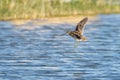 Common snipe Gallinago gallinago flying into the water`s edge