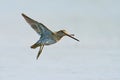 Common snipe Gallinago gallinago