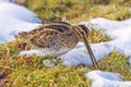 Common Snipe - Gallinago gallinago eating a worm. Royalty Free Stock Photo