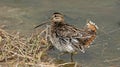 Common Snipe Gallinago gallinago feed the pond. Royalty Free Stock Photo