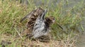 Common Snipe Gallinago gallinago feed the pond. Royalty Free Stock Photo