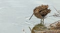 Common Snipe Gallinago gallinago feed the pond. Royalty Free Stock Photo