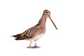 Common Snipe (Gallinago gallinago).