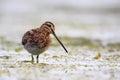 Common Snipe (Gallinago gallinago).