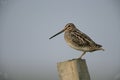 Common snipe, Gallinago gallinago Royalty Free Stock Photo