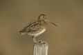 Common snipe, Gallinago gallinago Royalty Free Stock Photo