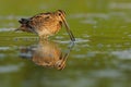 Common Snipe - Gallinago gallinago Royalty Free Stock Photo