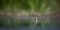 The Common Snipe Gallinago gallinago he waits at the edge of the pond looking for food