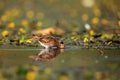 The common snipe ,Gallinago gallinago, walking blossom lagoon. Water bird in the shallow pond