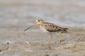 The common snipe (Gallinago gallinago) is walking on a water Royalty Free Stock Photo