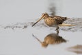 The common snipe (Gallinago gallinago) is walking on a water