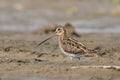 The common snipe (Gallinago gallinago) is walking on a water Royalty Free Stock Photo