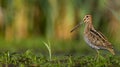 Common Snipe - Gallinago gallinago