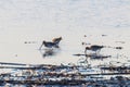 Common Snipe Gallinago gallinago group of birds in water Royalty Free Stock Photo