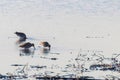 Common Snipe Gallinago gallinago group of birds in water Royalty Free Stock Photo