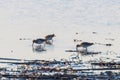 Common Snipe Gallinago gallinago group of birds in water Royalty Free Stock Photo