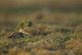 Common Snipe Gallinago gallinago, resting Royalty Free Stock Photo