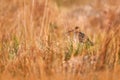 Common snipe, Gallinago gallinago, stocky wader native in Europe, hidden in the grass. Snipe on the meadow in Brdy mountain, Czech
