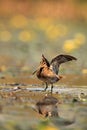 The common snipe Gallinago gallinago walking blossom lagoon. A common snipe with i stretches and with outstretched wings stands