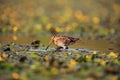 The common snipe ,Gallinago gallinago, walking blossom lagoon. Water bird in the shallow pond