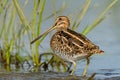 Common snipe Royalty Free Stock Photo