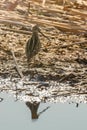 Common Snipe natural environment Gallinago gallinago