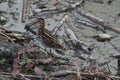 The common snipe