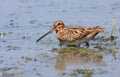 Common snipe in swamp Royalty Free Stock Photo