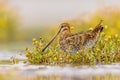 Common snipe wader bird in habitat background Royalty Free Stock Photo