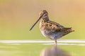 Common snipe wader bird in habitat background