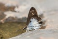 Common Snow Flat Tagiades Japetus butterfly and bokeh background in nature.
