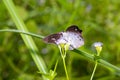 Common Snow Flat butterfly