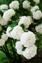 Common Snowball