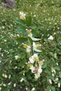 Common snowberry dense shrub in bloom Royalty Free Stock Photo